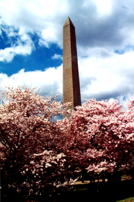 The Washington Monument seen rising above the Tidal Basin cherry blossoms