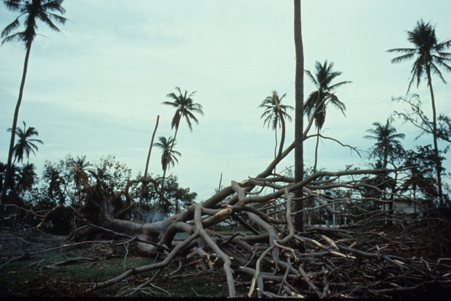 Raggedy palm trees and downed trees at Barbosa Park