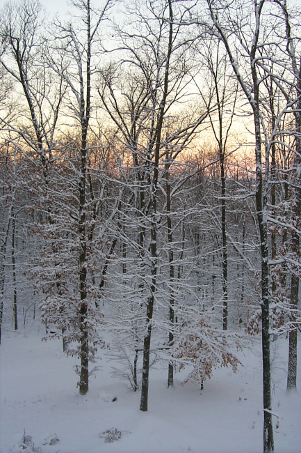 Snowy trees at break of day in the Harpers Ferry area