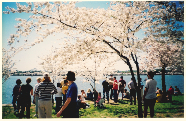 Cherry blossoms at the Tidal Basin