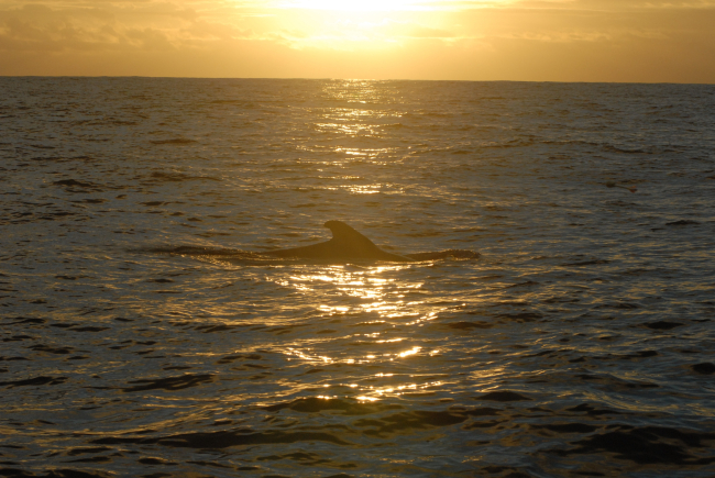 Marine mammal surfacing and illuminated by the setting sun
