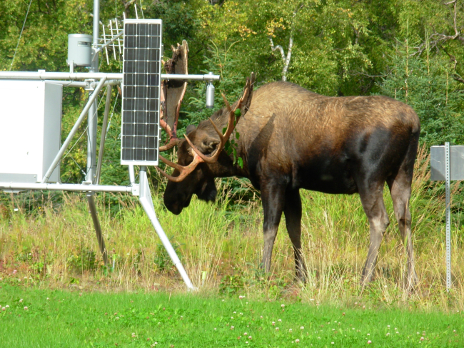 Moose finds new use for weather instruments at experimental Forest Servicemeteorological site
