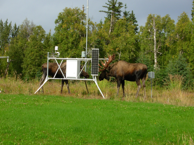 Moose find new use for weather instruments at experimental Forest Servicemeteorological site