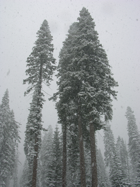 Snow in Sequoia National Park