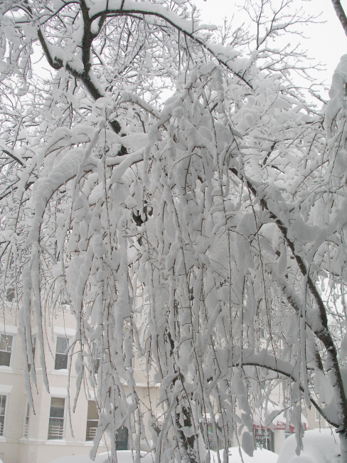 Trees covered with snow following second major snowstorm of 2009/2010 season