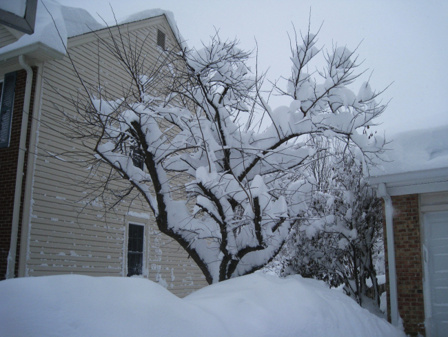 Snow buildup on tree