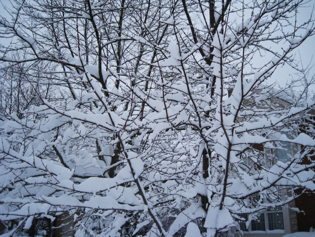 Snow covering branches of tree