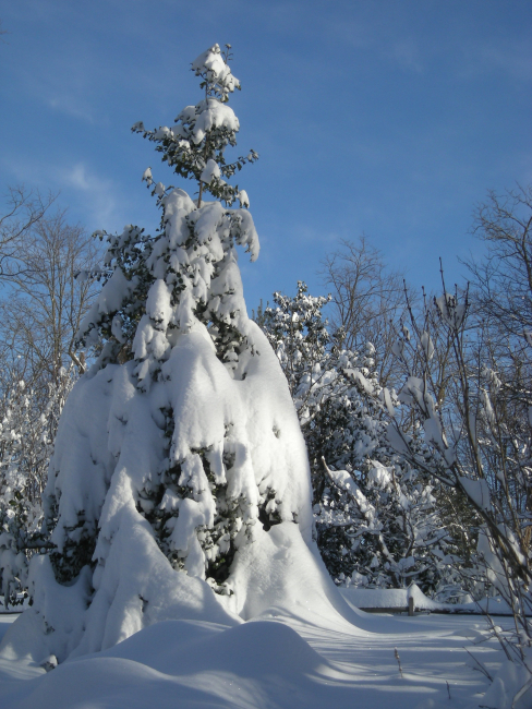 The day following the first great snowstorm of February 2010 tree almost lookinglike snow sculpture