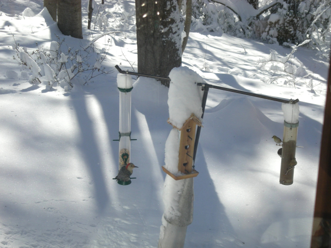 Bird feeders still operating with red-bellied woodpecker on the left