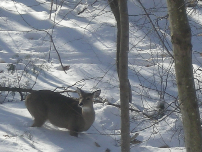 Deer nearly chest deep in snow unable to forage for food