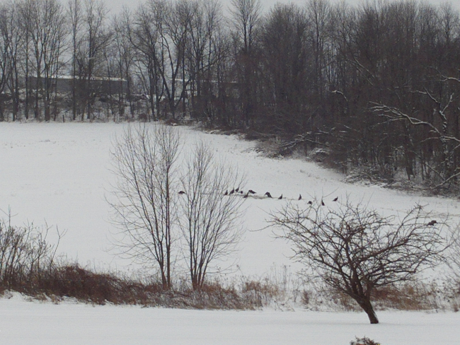 Wild turkeys in farm field foraging for food in relatively light snow followingback-to-back storms a week later