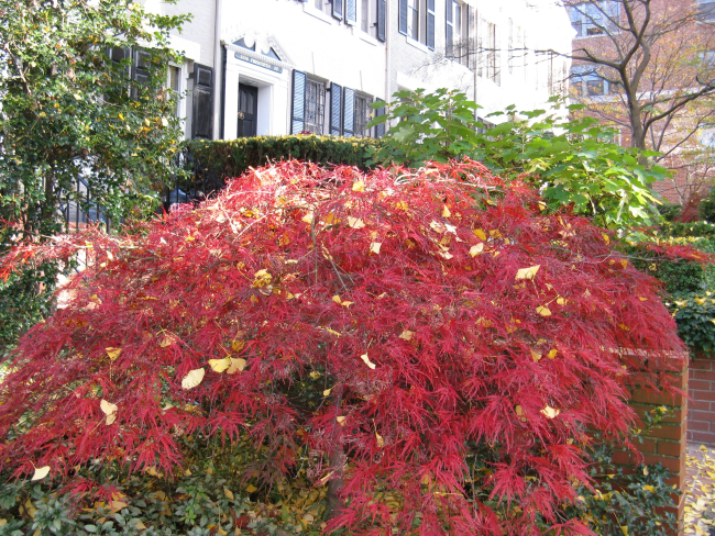 Japanese maple with red leaves in late fall