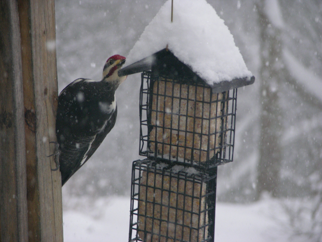 Pileated woodpecker in the great December 2009 snowstorm of the Mid-Atlanticstates
