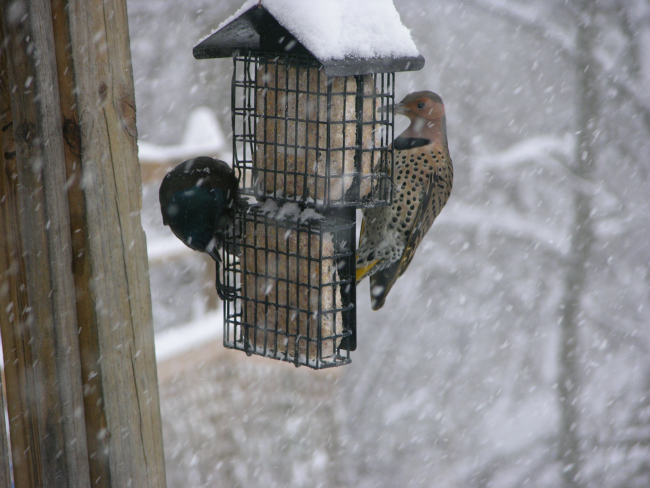 Starling on left and northern flicker on right during the great December 2009snowstorm of the Mid-Atlantic states