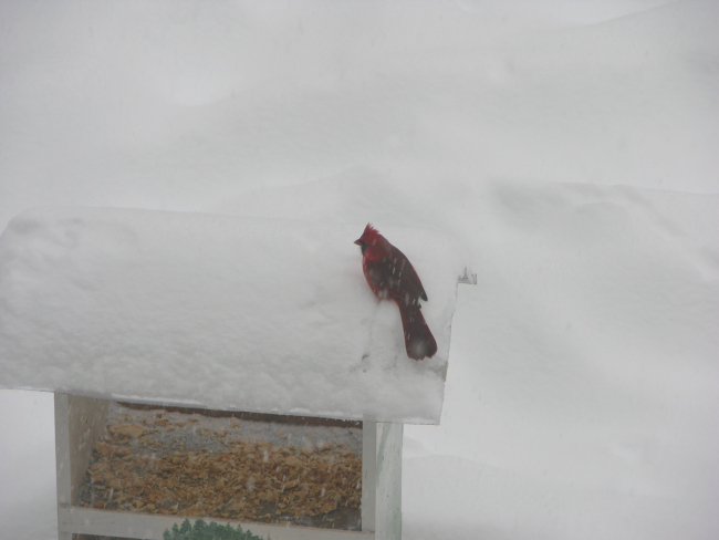 Cardinal in the great December 2009 snowstorm of the Mid-Atlantic states