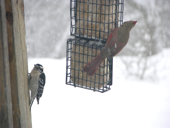 Downy woodpecker on left and cardinal on right during the great Mid-Atlanticsnowstorm of December 2009