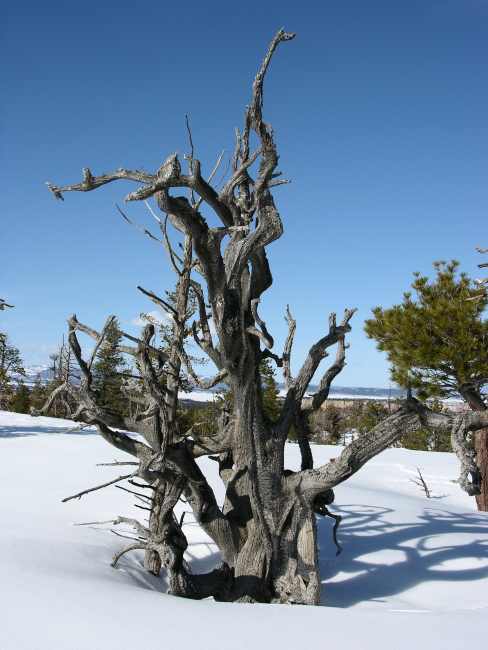 Snow and ancient remains of tree at Bryce Canyon National Park