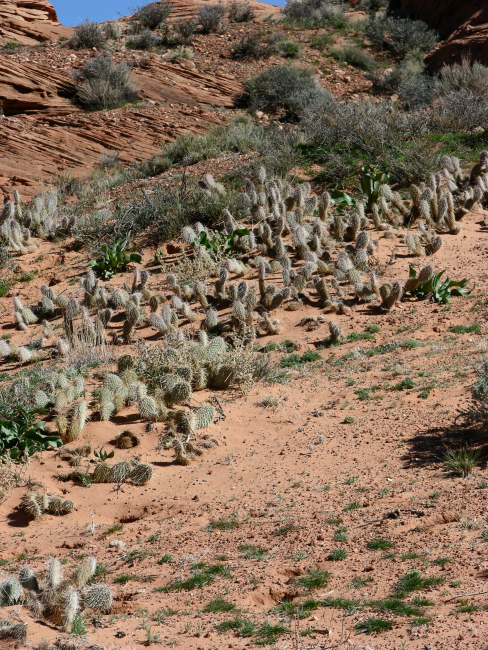 Beavertail cactus and other desert flora characteristic of the dry climate ofthe American Southwest