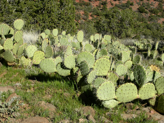 Beavertail cactus, common in desert climate of the American Southwest