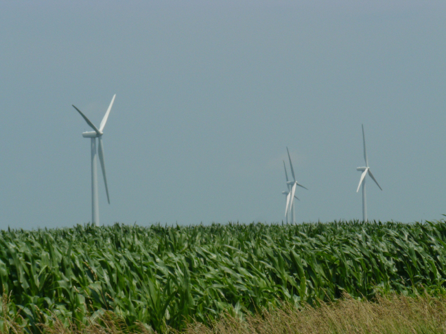 Wind turbines in corn field