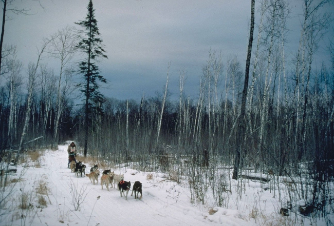 Sled dog race, north shore Lake Superior