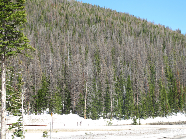 A hillside of beetle-killed pine in the Cameron Pass area of Colorado