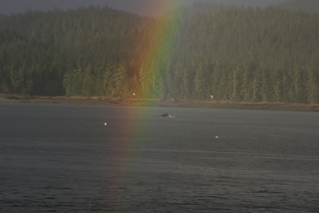 A whale sounds in close proximity to the apparent end of the rainbowsomewhere in southeast Alaska