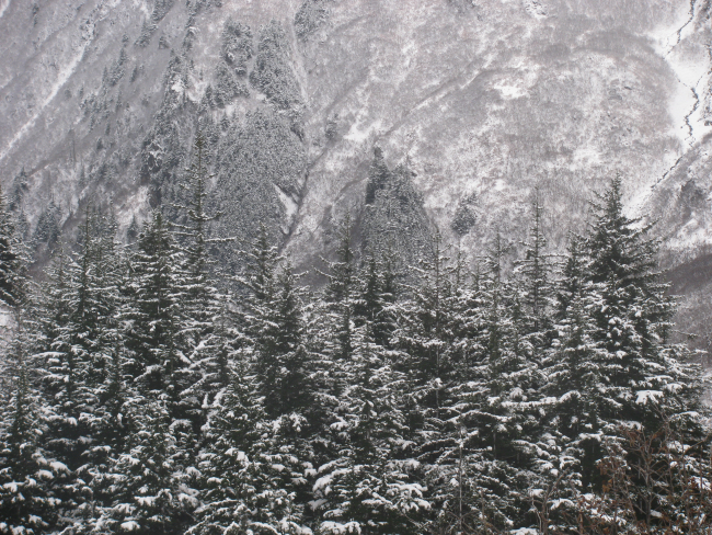 Snow, trees, and mountains