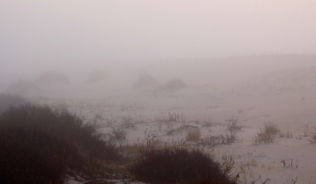 The dunes on Assateague Island on a foggy morning