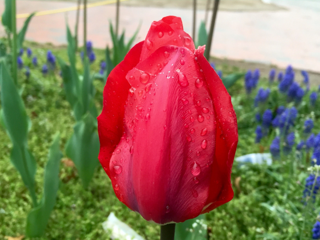 A spring tulip following a light rain