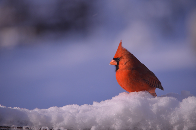 A cardinal on a snowy day