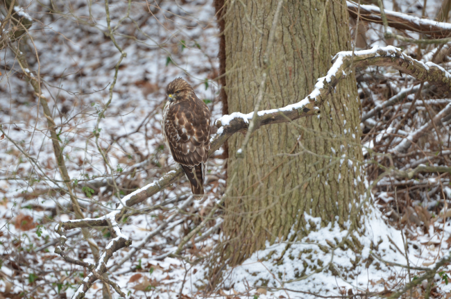 A grumpy hawk on a cold winter day