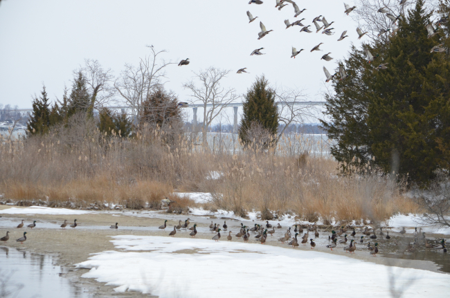 Ducks taking flight on a winter day