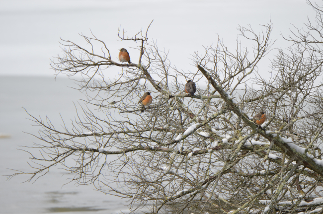 Robins recalculating the arrival of spring weather