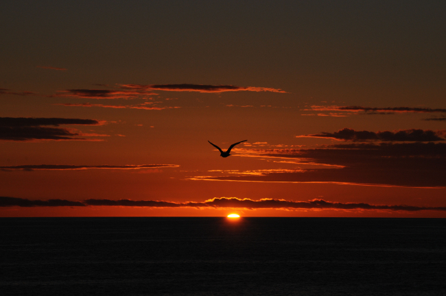 A gull and sun in perfect harmony at sunset
