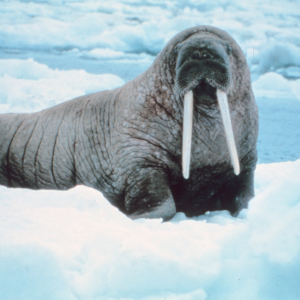 Attentive walrus  - Odobenus rosmarus divergens - inspecting photographer