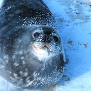 Weddell Seals hauled out on the ice getting ready to give birth