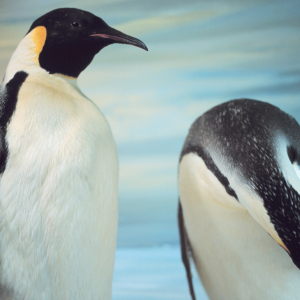 Stuffed emperor penguins on display in the Canterbury Museum in Christchurch,New Zealand