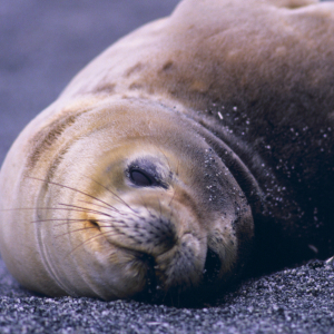 Lazy fur seal