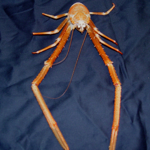 Galatheid crab (possibly a Eumunida species), showing theextremely long claws they possess that enable them to cling to the inside ofthe suction sampler so tenaciously