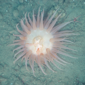 Large sea anemone