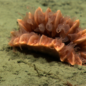 A large orange cup coral on a sand and mud substrate
