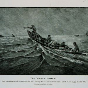 Boat fastened to whale by harpoon and line; killing the whale with bomb lanceFrom painting by J