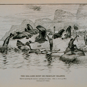 Natives capturing the sea-lion; springing the alarmDrawing by H
