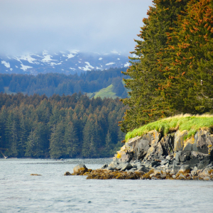 A contrast of colors along Kodiak Island shoreline