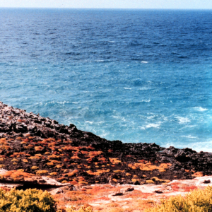 Surf,rock, and orange vegetation with albatross nesting at the edge of the green vegetation