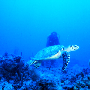 Endangered sea turtle cruises a coral reef in the Florida Keys