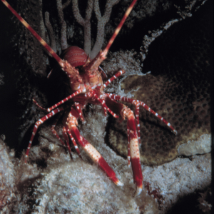 Rock lobster on a Pacific reef