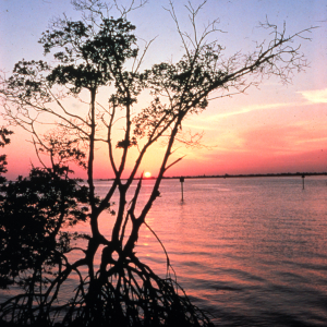 Mangroves of South Florida are threatened coastal development