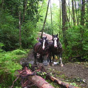 The draft horses used to haul woody debris at the restoration site were gentleand beautiful as well as less costly than heavy machinery